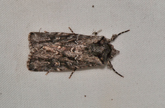 Ectopatria aspera