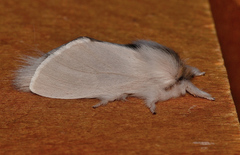 Trichiocercus sparshalli