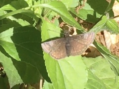 Erynnis icelus