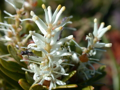 Orites lancifolius