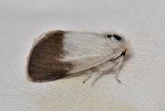 Acyphas semiochrea