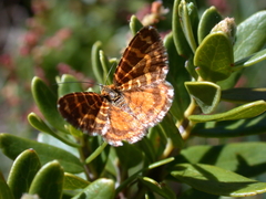 Chrysolarentia chrysocyma