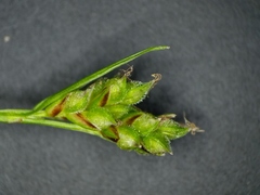 Carex deflexa