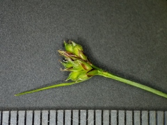 Carex deflexa