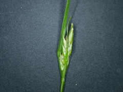 Carex deflexa