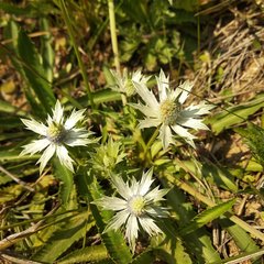 Eryngium carlinae