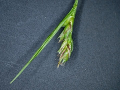 Carex deflexa