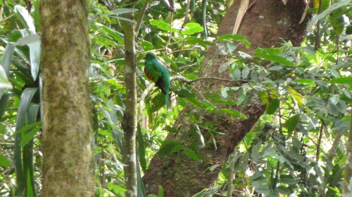 Pharomachrus fulgidus