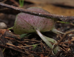 Corybas barbarae