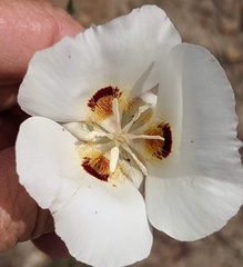 Calochortus dunnii
