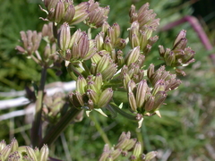 Aciphylla glacialis