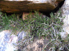 Selaginella balansae
