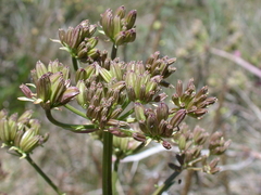 Aciphylla glacialis