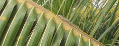 Phelsuma cepediana