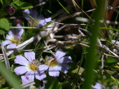 Scaevola hookeri