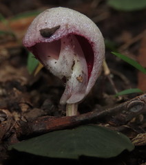 Corybas barbarae