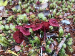 Dermocybe