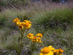 Senecio pinnatifolius alpinus