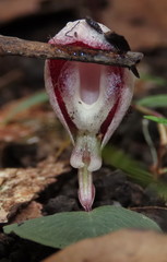 Corybas barbarae