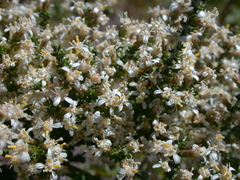 Olearia algida