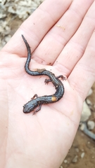 Plethodon hoffmani