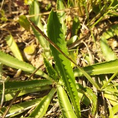 Eryngium carlinae