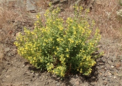 Diplacus clevelandii