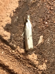 Microcrambus biguttellus