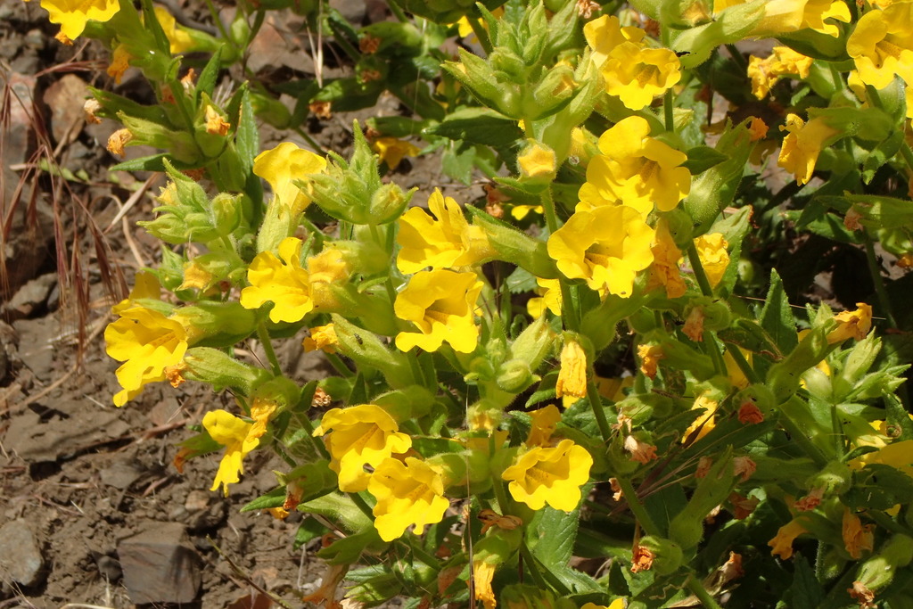 Cleveland's bush monkeyflower