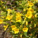 Cleveland's Bush Monkeyflower - Photo (c) Ron Vanderhoff, some rights reserved (CC BY-NC), uploaded by Ron Vanderhoff