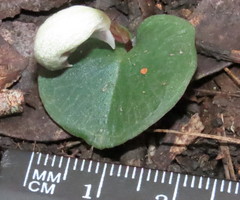 Corybas barbarae
