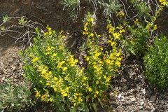 Diplacus clevelandii