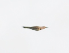 Colaptes auratus auratus