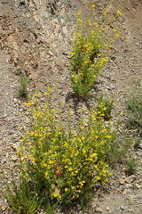 Diplacus clevelandii