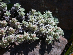 Ewartia nubigena