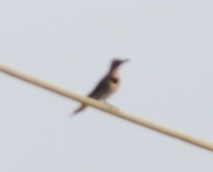 Colaptes auratus auratus