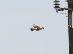 Colaptes auratus auratus