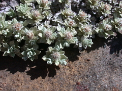 Ewartia nubigena