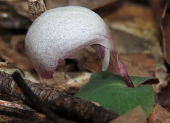 Corybas barbarae