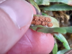 Notogrammitis patagonica