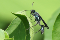 Chalybion zimmermanni