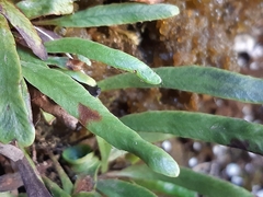 Notogrammitis patagonica