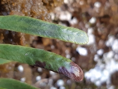 Notogrammitis patagonica