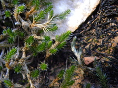 Selaginella balansae