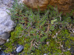 Selaginella balansae