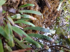 Notogrammitis patagonica