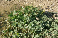 Atriplex aucheri