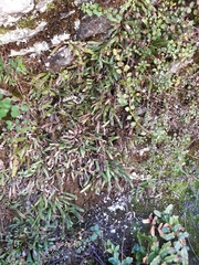 Notogrammitis patagonica