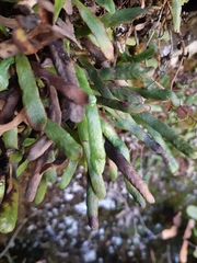 Notogrammitis patagonica