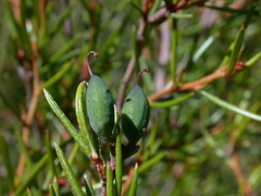 Grevillea australis